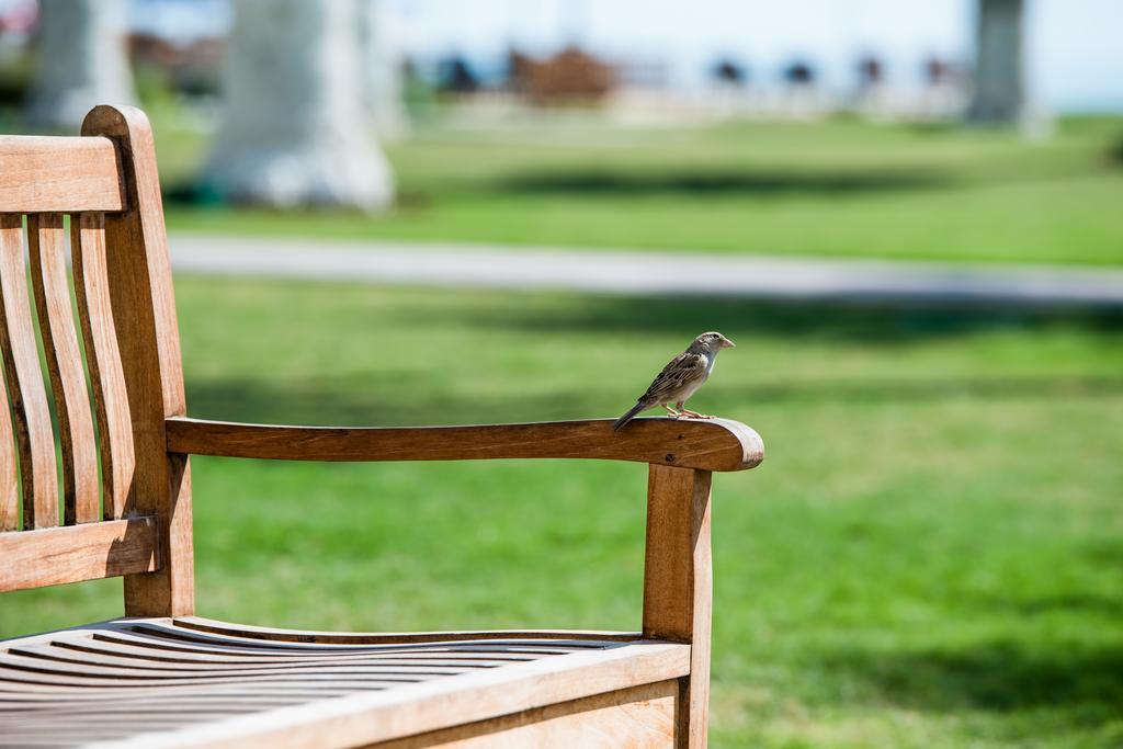 Sealine Beach, A Murwab Resort Mesaieed Buitenkant foto A sparrow on a bench